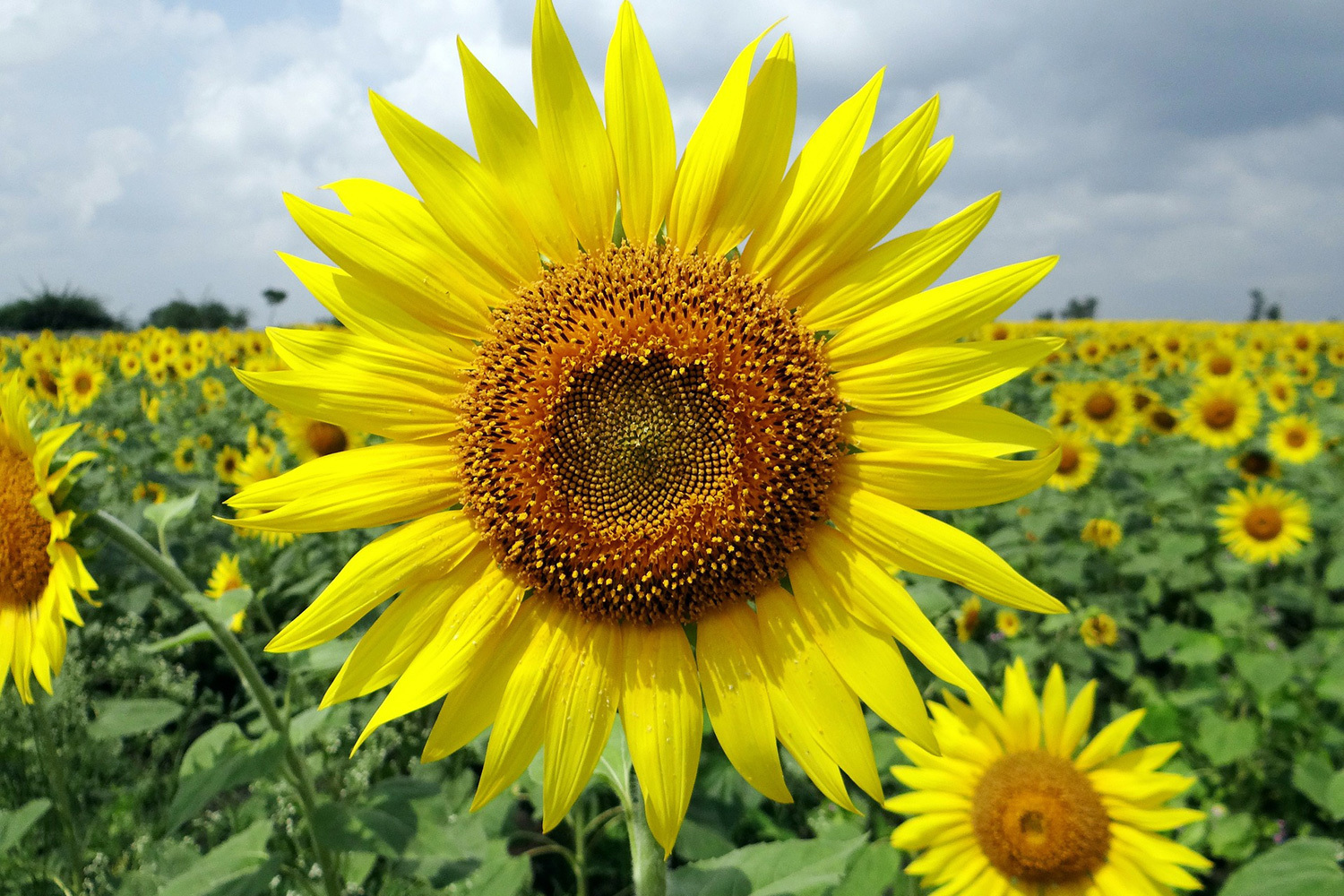 Girasol